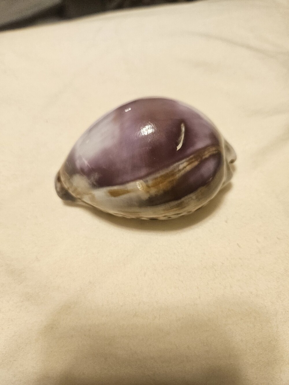 Purple Decorative Cowrie Sea Shell Accent - Unbranded Home Accent